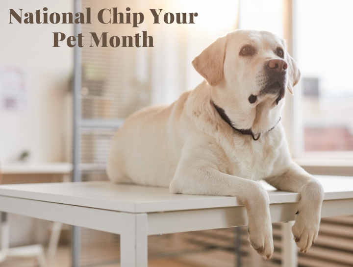 National Chip Your Pet Month: What You Need to Know About Microchipping.
