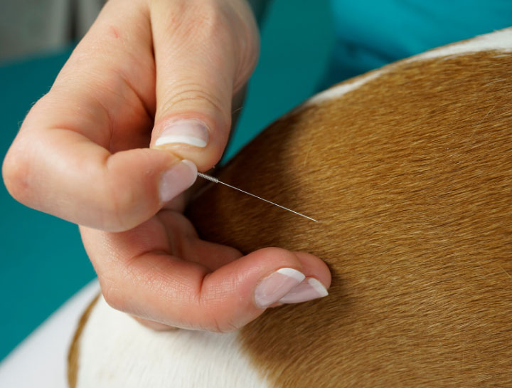 Acupuncture for Pets in Clearwater